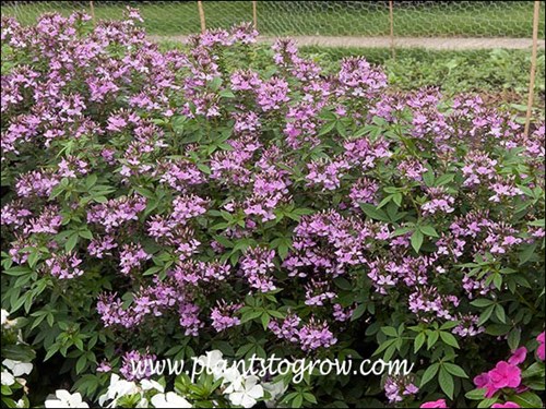 Senorita Rosalita Spider Flower (Cleome hassleriana)